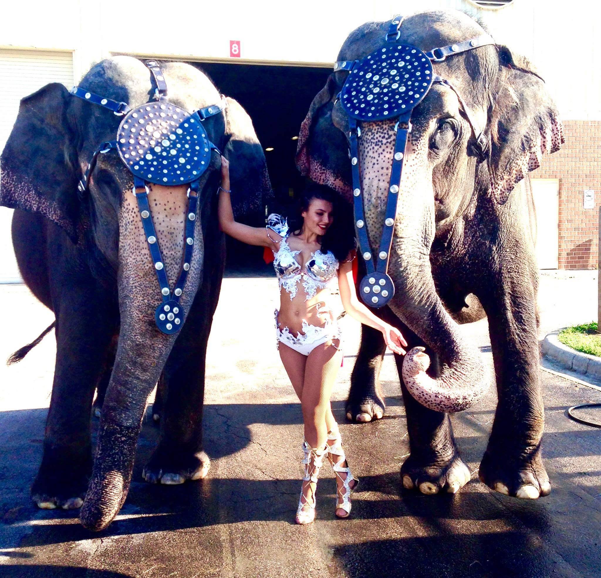 Two elephants and a show girl backstage at the circus