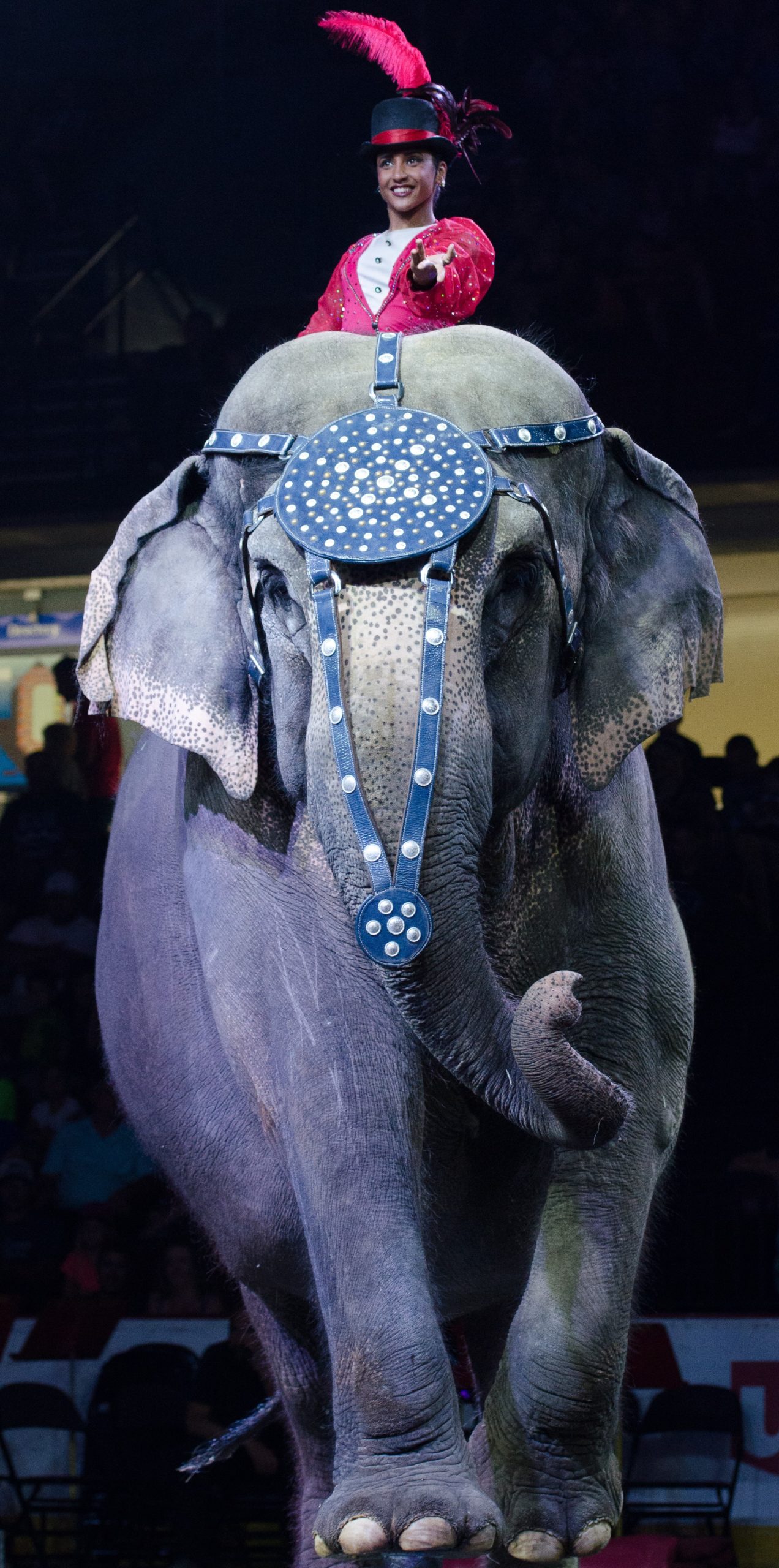 Bedazzled showgirl riding an elephant! 