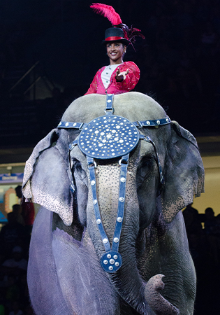 Everyone's favorite the elephants - here with bedazzled showgirls riding 