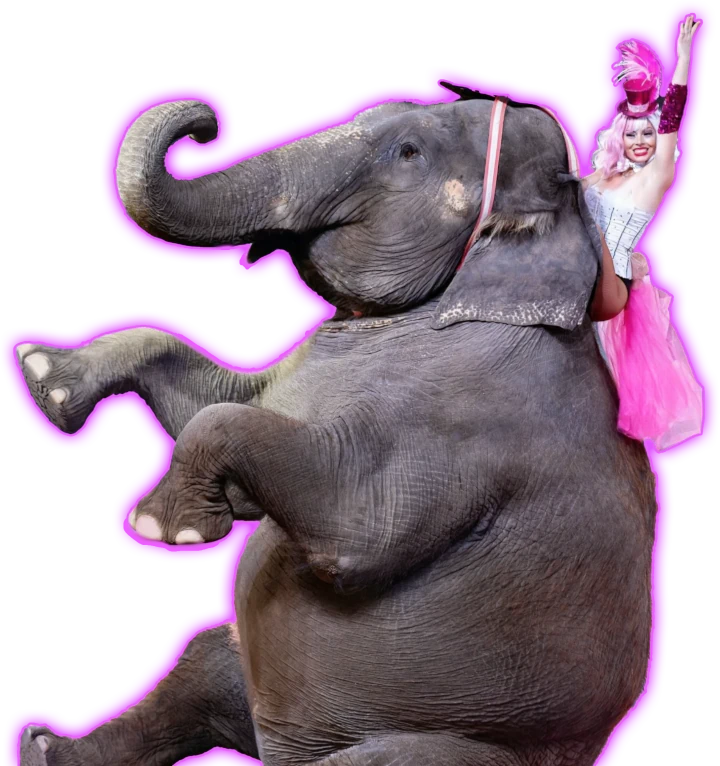 Elephant sitting at Jordan's world circus